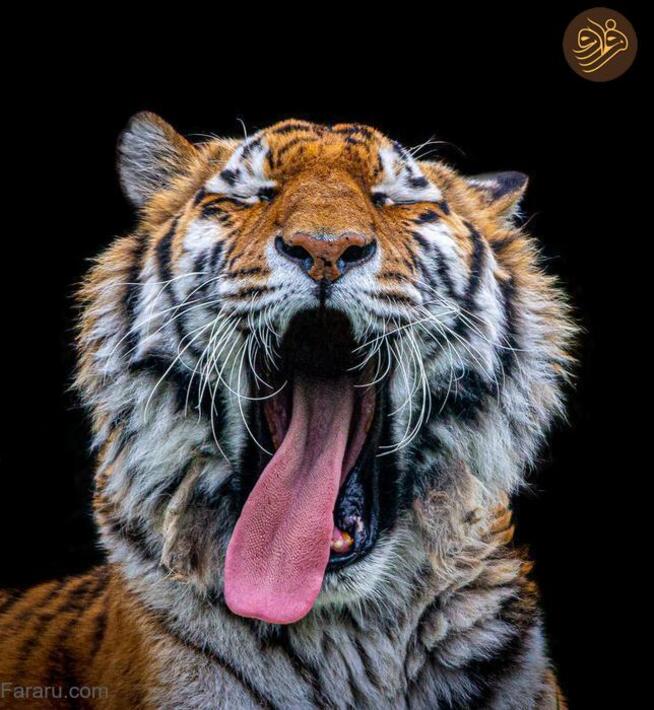 (تصاویر) آرواره‌های باز ترسناک‌ترین شکارچیان را ببینید