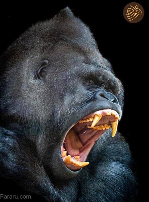 (تصاویر) آرواره‌های باز ترسناک‌ترین شکارچیان را ببینید