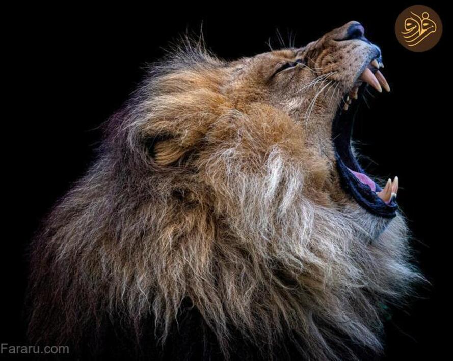 (تصاویر) آرواره‌های باز ترسناک‌ترین شکارچیان را ببینید