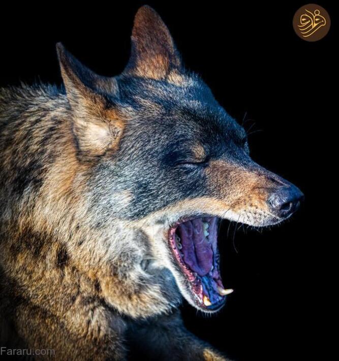 (تصاویر) آرواره‌های باز ترسناک‌ترین شکارچیان را ببینید