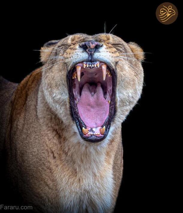 (تصاویر) آرواره‌های باز ترسناک‌ترین شکارچیان را ببینید