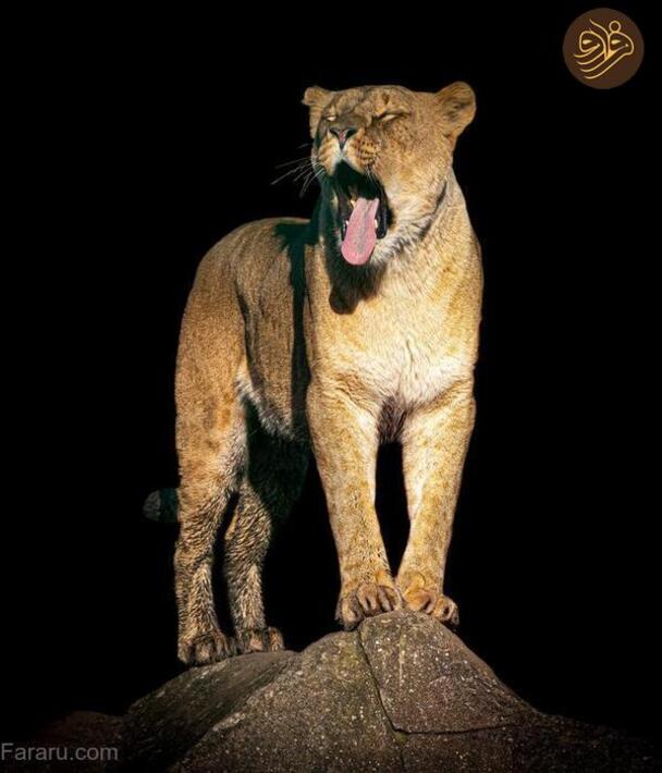 (تصاویر) آرواره‌های باز ترسناک‌ترین شکارچیان را ببینید