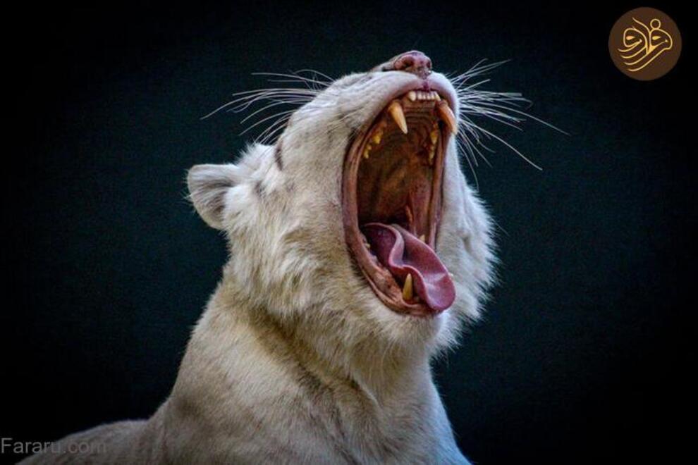 (تصاویر) آرواره‌های باز ترسناک‌ترین شکارچیان را ببینید