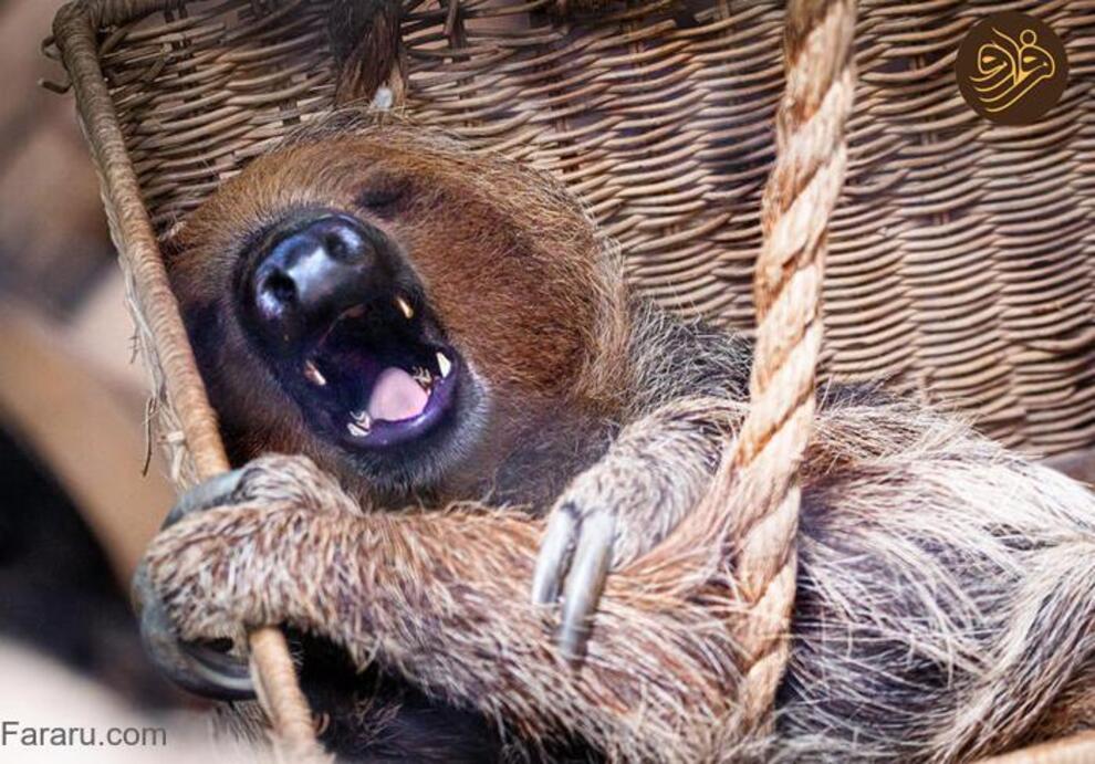 (تصاویر) آرواره‌های باز ترسناک‌ترین شکارچیان را ببینید