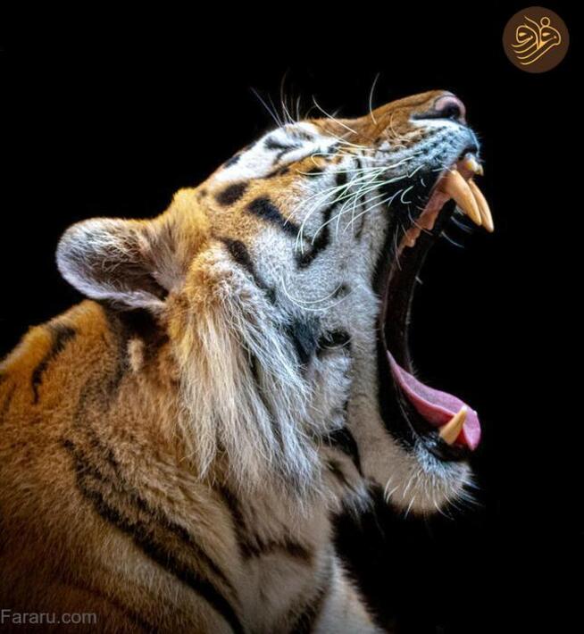 (تصاویر) آرواره‌های باز ترسناک‌ترین شکارچیان را ببینید