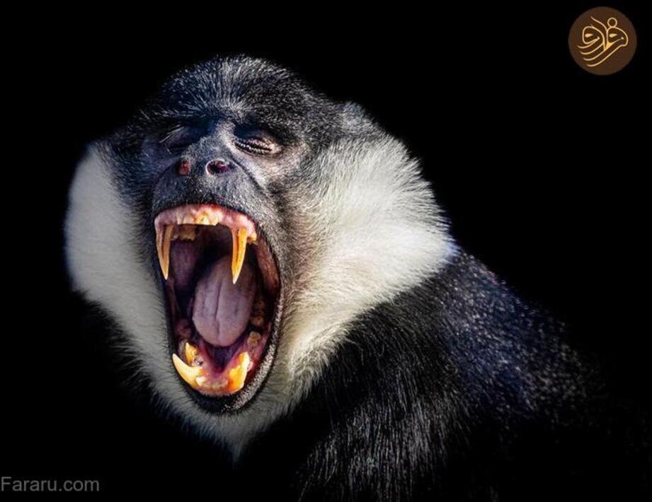 (تصاویر) آرواره‌های باز ترسناک‌ترین شکارچیان را ببینید