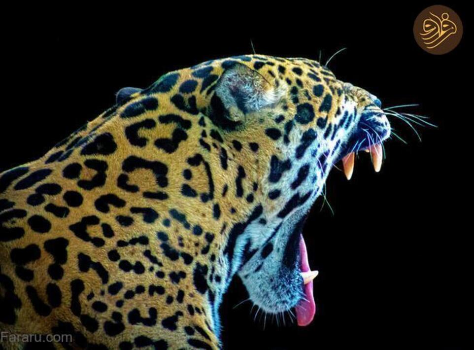 (تصاویر) آرواره‌های باز ترسناک‌ترین شکارچیان را ببینید