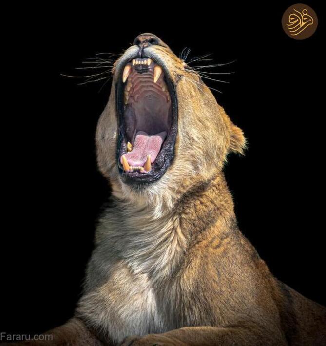 (تصاویر) آرواره‌های باز ترسناک‌ترین شکارچیان را ببینید