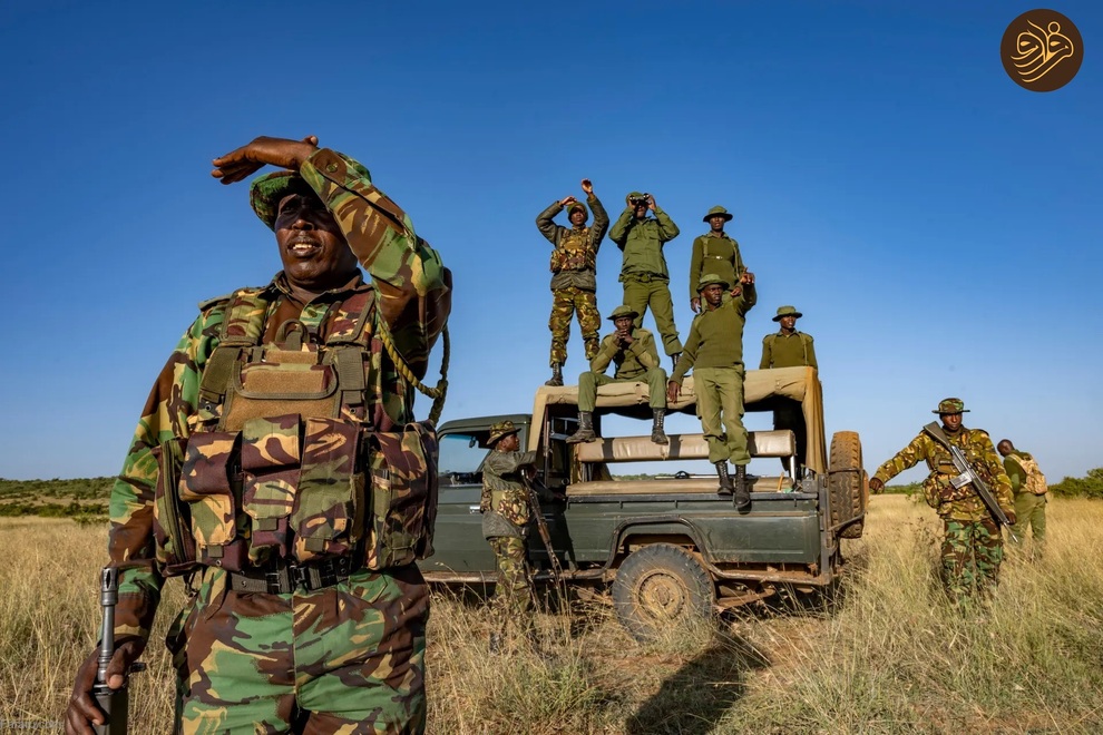 (تصاویر) بازگشت کرگدن سیاه به منطقه‌ای که ۵۰ سال پیش منقرض شد