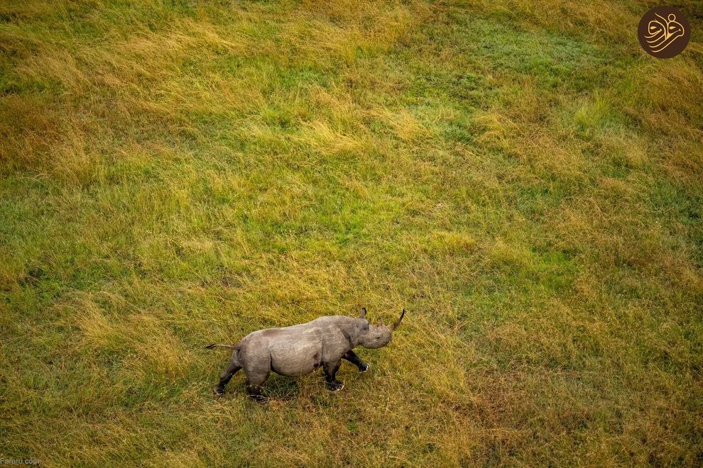 (تصاویر) بازگشت کرگدن سیاه به منطقه‌ای که ۵۰ سال پیش منقرض شد