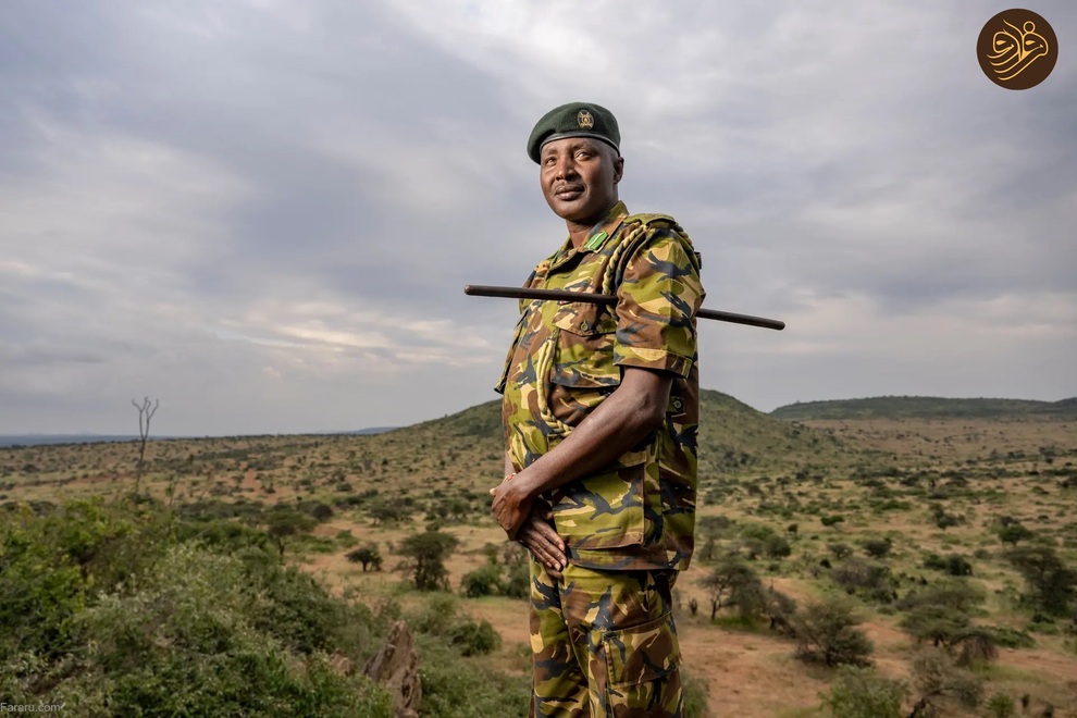 (تصاویر) بازگشت کرگدن سیاه به منطقه‌ای که ۵۰ سال پیش منقرض شد