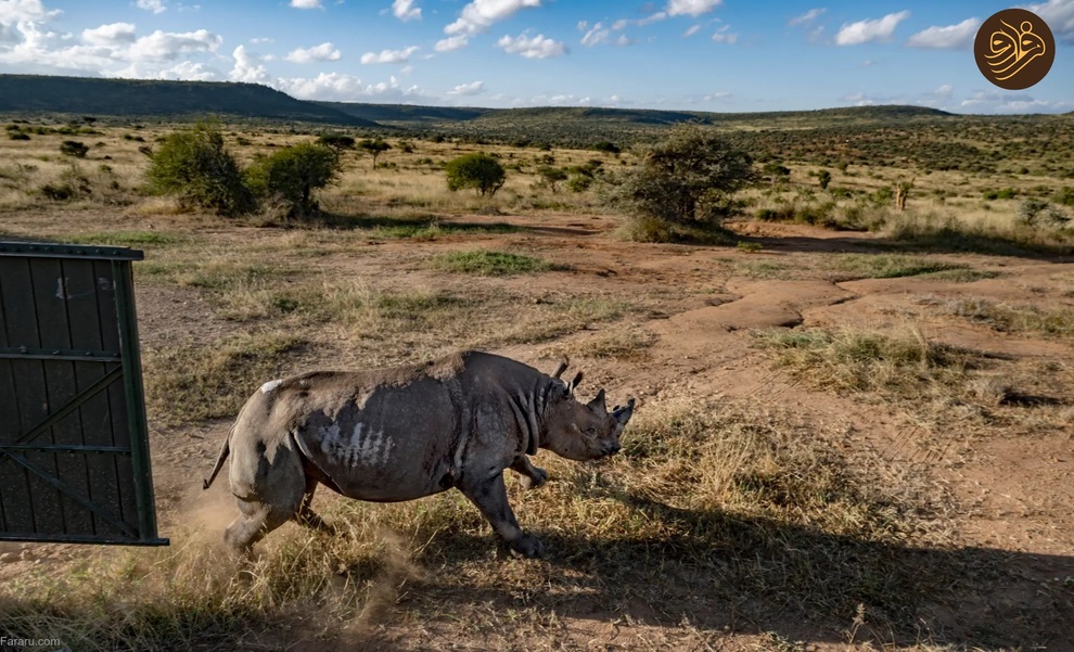 (تصاویر) بازگشت کرگدن سیاه به منطقه‌ای که ۵۰ سال پیش منقرض شد