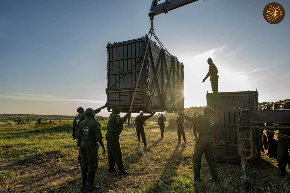 (تصاویر) بازگشت کرگدن سیاه به منطقه‌ای که ۵۰ سال پیش منقرض شد