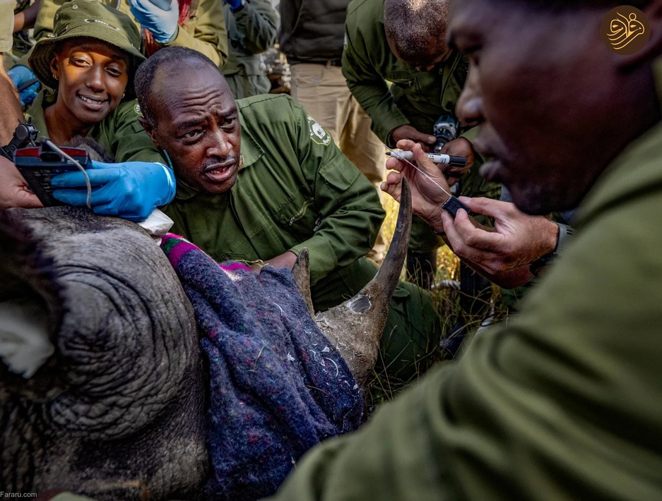 (تصاویر) بازگشت کرگدن سیاه به منطقه‌ای که ۵۰ سال پیش منقرض شد