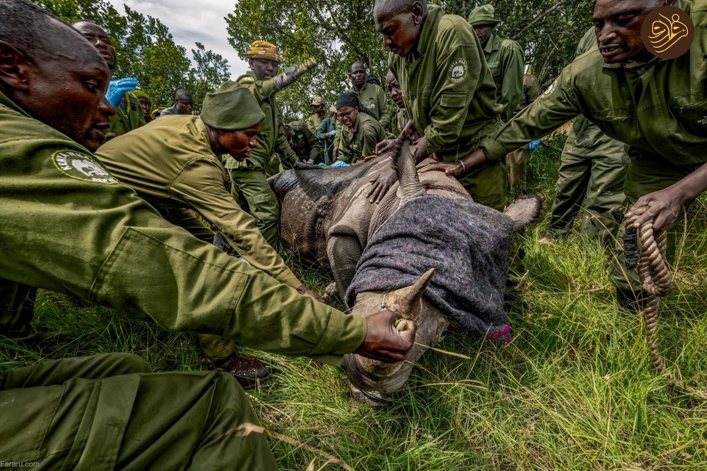(تصاویر) بازگشت کرگدن سیاه به منطقه‌ای که ۵۰ سال پیش منقرض شد