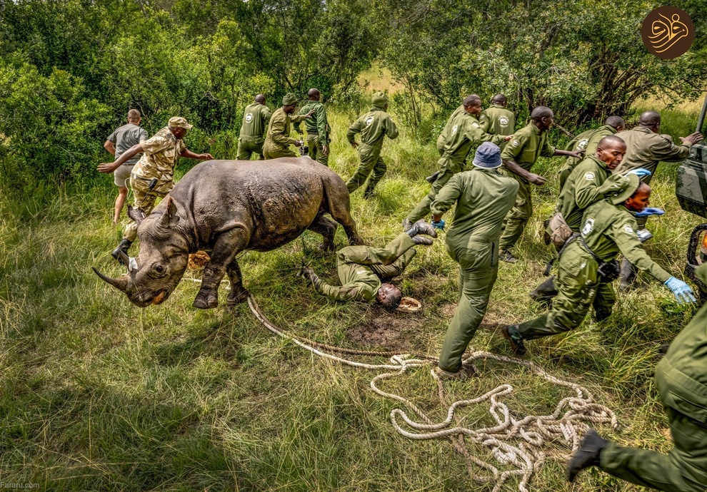 (تصاویر) بازگشت کرگدن سیاه به منطقه‌ای که ۵۰ سال پیش منقرض شد