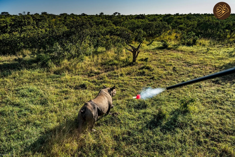 (تصاویر) بازگشت کرگدن سیاه به منطقه‌ای که ۵۰ سال پیش منقرض شد