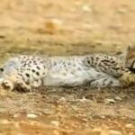 ببینید / فیلمی از بازی کردن پیروز با یک کیف پلاستیکی