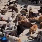 ببینید / تجمع بزرگ گربه‌های گرسنه به‌دنبال غذا در جنوب غزه