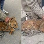 ببینید / سرگردانی توله شیر در خیابان‌های قاهره