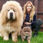 ویدیو / سگ ماستیف تبتی، بزرگترین سگ دنیا