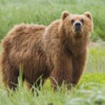 ویدیو / مشاهده خرس قهوه‌ای در اشترانکوه