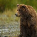 ببینید/ مشاهدهٔ خرس قهوه‌ای در منطقهٔ حفاظت‌شدهٔ اشترانکوه