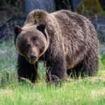 ویدیو / خرس‌های قهوه ای در جنگل های حفاظت شده قره داغ