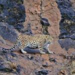 ببینید/ ویدیویی که یک محیط‌بان، از جولان پلنگ ایرانی در سوادکوه منتشر کرد