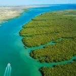 ویدیو / جنگل حرا، خلیج نایبند عسلویه