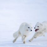 (تصاویر) نجات روباه‌های قطبی از انقراض در دورافتاده‌ترین نقطه جهان
