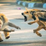 (تصاویر) لحظه خنده‌داری که یک میمون پای سگ ولگرد را گاز گرفت