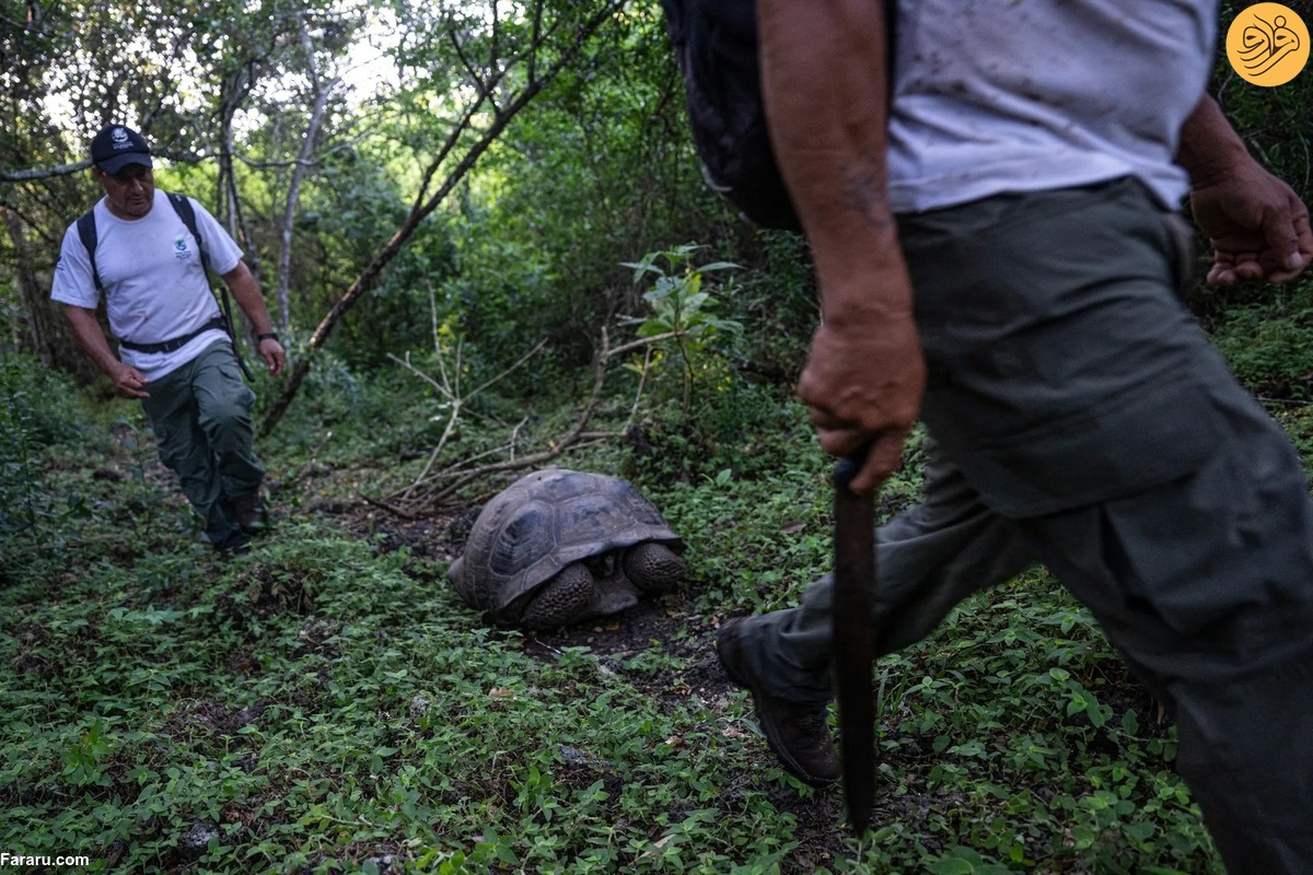 (تصاویر) تنوع زیستی گالاپاگوس در معرض تهدید