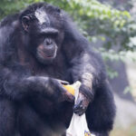 ببینید | شکموترین شامپانزه دنیا؛ حمل پرتقال همانند یک وانت!