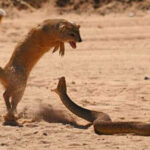 ببینید | شکارچی که خود شکار شد؛ پیروزی خدنگ بر مار!