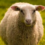 ببینید | تلف شدن ۲۰ راس گوسفند در گیلانغرب