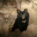 ببینید | دیده شدن ناگهانی خرس در کنار جاده مجاورت مازندران