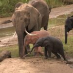 ببینید | لحظه وحشتناک حمله فیل عصبانی به اتوبوس حامل توریست‌ها