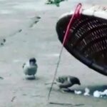 ببینید | حرکت عاشقانه یک گنجشک برای همسرش باعث انصراف شکارچی از شکار شد!