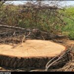 ببینید | فاجعه در جنگل بهشهر با  قطع ۷۰ درخت توسکا