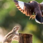 ببینید | رویارویی دیدنی سنجاب و پرنده بر سر فندق