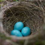 ببینید | حربه عجیب یک پرنده در لانه‌سازی