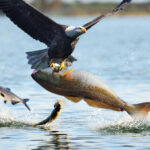 ببینید | شکار ماهرانه ماهی توسط عقاب تیزچنگال