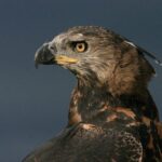 ببینید | لحظه شکار میمون توسط عقاب تاجدار مقابل دوربین‌ها