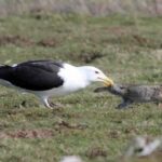 ببینید | لحظه بلعیده شدن خرگوش توسط پرنده‌ای ترسناک