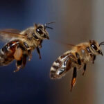 ببینید | حمله دسته‌جمعی زنبورها وسط مسابقه حساس تنیس!