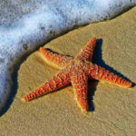 ببینید | حرکت زیبای ستاره دریایی در ساحل غرب هرمزگان