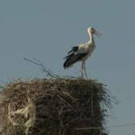 ببینید | روستای لک لک‌ها، کوجووار تبریز