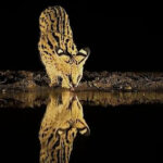 ببینید | آب خوردنِ محتاطانه گربه دشتی افریقایی در شب هنگام!