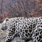 ببینید | جولان نوروزی پلنگ‌های مازندران